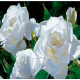 Róża wielkokwiatowa śnieżno- biała - sadzonki 5 cm / 10 cm